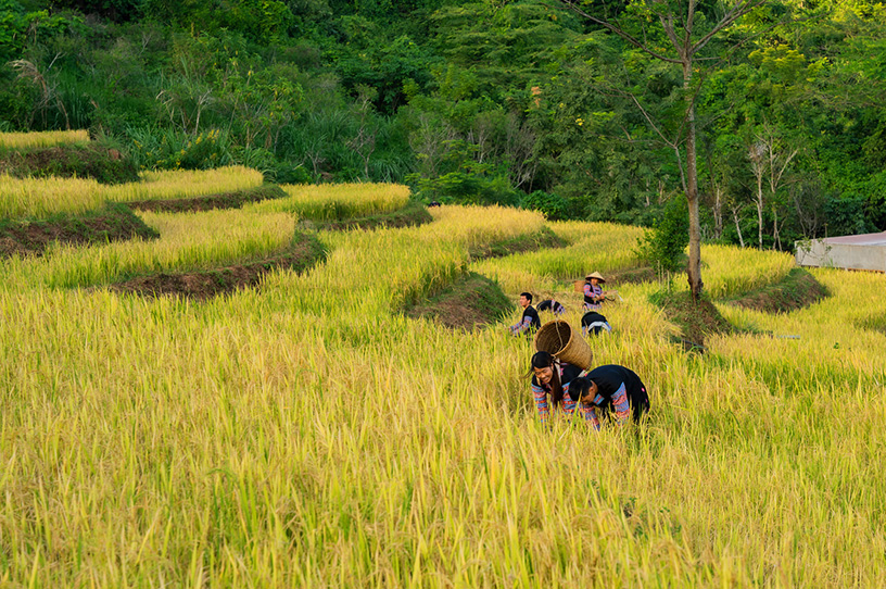 Ripe rice fields in Mai Chau