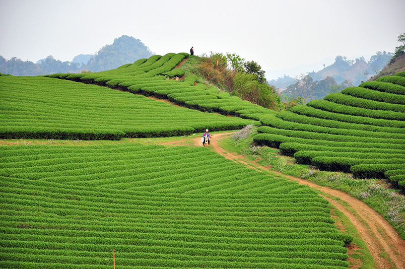 Moc Chau Tea Hills