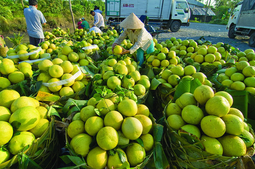 Harvesting Fruits in Vinh Long