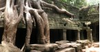 Angkor Family